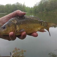 Znów połowili